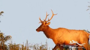 Kentucky State Parks Elk Tours