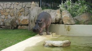 Зоопарк в Варшаве (warsaw zoo) 2016. Бегемоты (hippopotamus).