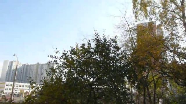 Пятеро смелых метисов