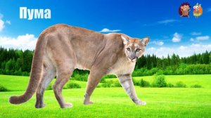 Дикие Животные Мира Учим самых больших хищных Кошек