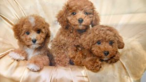 Мальтипу - инстаграмные милашки