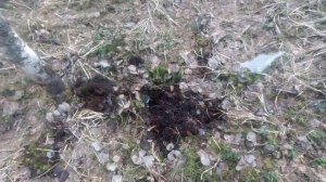 Коп в Карелии. Видео 6.