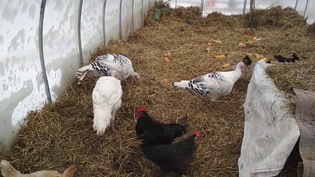 Куры в теплице из поликарбоната зимой смотреть онлайн
