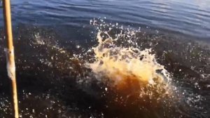 Сплав на плоту 2018 г. Река Сухона..mp4