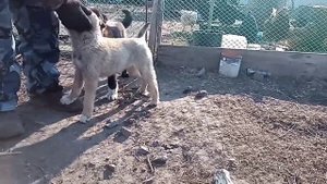 Дрессировка щенят лайки. Training of husky puppies.
