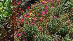 Портулак в моих цветниках.