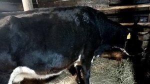 Как понять когда корова в охоте? И как определить стельная ли? Расскажу  как я это делаю.