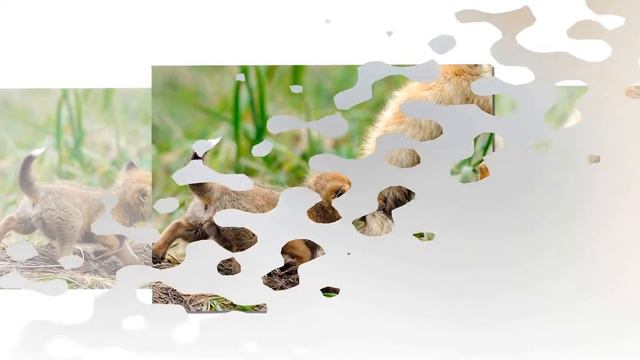 Материнская нежность и забота в животном мире смотреть онлайн