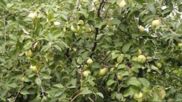 Яблоня сорта Богатырь смотреть онлайн