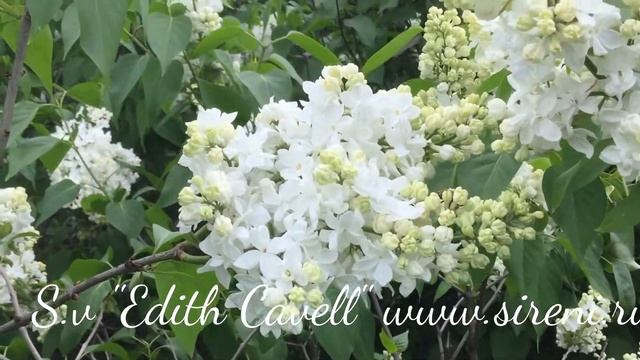 Сорт сирени S.v "Edith Cavell" смотреть онлайн