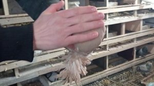 Вакцинация голубей от вертячки 2021год.