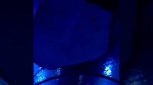 Египет. Гранд аквариум. Хургада-лучшее место для отдыха.