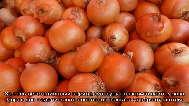 Неприхотливый и морозостойкий сорт репчатого лука «Турбо» смотреть онлайн