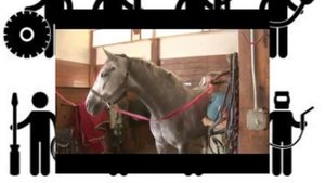 Как сделать укол  ,  внутримышечный укол  лошади