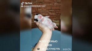 ДЕВОЧКА ЖДЁТ СЕМЬЮ Cute Cute French Bulldogs Video # 2020