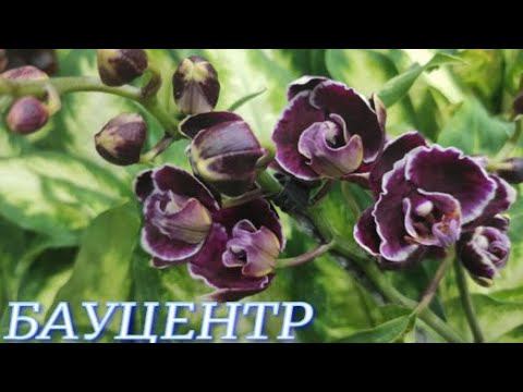 №773 / СВЕЖИЕ, шикарные ОРХИДЕИ в БАУЦЕНТРЕ