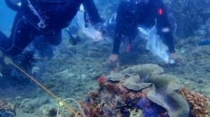 Palawan: Tridacna gigas in-situ spawning