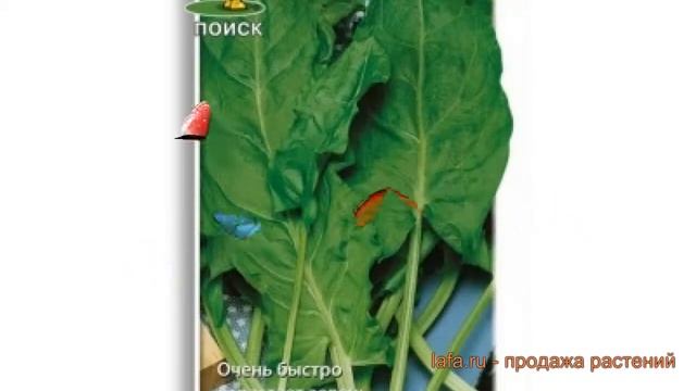 Щавель крупнолистная Крупнолистный (krupnolistnyy) ? обзор: как сажать, семена щавеля Крупнолистный смотреть онлайн