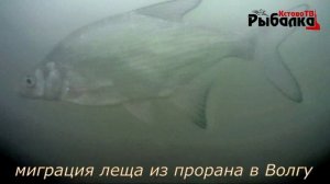 ЧТО НАХОДИТСЯ ПОД ВОДОЙ В РЫБОЛОВНОМ БАЗАРЕ "СТАРЧИХА"