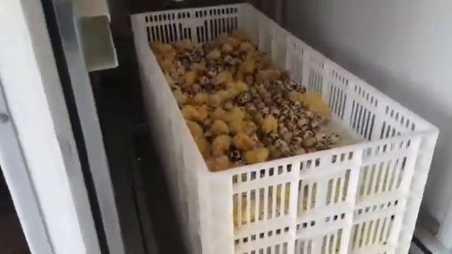 Вывод перепела в инкубаторе Стимул-1000