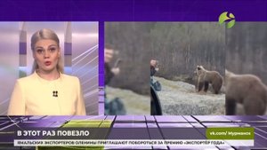 В соцсетях появилось видео встречи человека с медведем