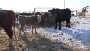 Грант вам в помощь и черный абердин ангус
