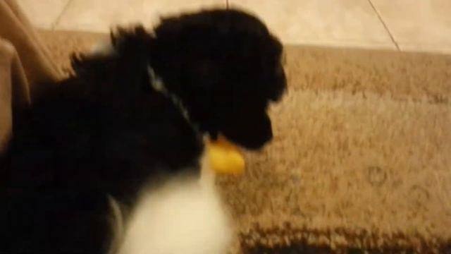 Наша Умка - 2 мес. Пудель-Домино. смотреть онлайн