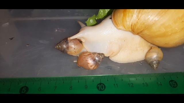 Как едят улитки крупным планом , как подросли улитята за месяц смотреть онлайн