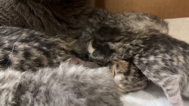 Хорошая Новость! Наша Кошка Родила 8 котят / Great News! Our Cat Gave Birth to 8 beautiful Kittens смотреть онлайн