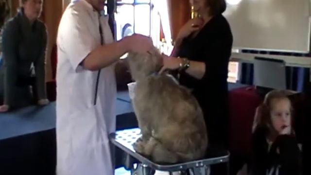 Irish Glen of Imaal Terrier. Laiquendi's Jillian terugkomdag 30-01-11 смотреть онлайн