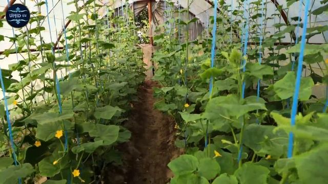 ODDIY VA ARZON ISSIQXONA QURILISHI смотреть онлайн