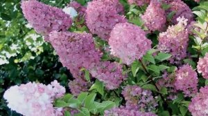 Гортензия метельчатая Sundae Fraise. Краткий обзор, описание характеристик