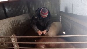 Искусственное осеменение свиноматки.Цена на семя-Хряка в Ставропольском крае.