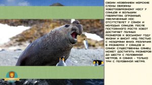 Мир малышам | Развивающие видео для детей | Морской слон