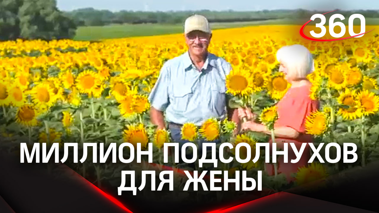 Миллион подсолнухов для жены. Фермер в США сделал подарок супруге на золотую свадьбу