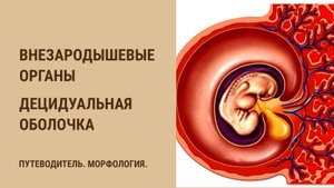 Внезародышевые органы. Децидуальная оболочка