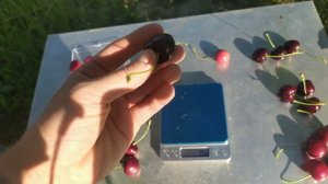 Черешни Стакатто, Мелитопольская черная, Сестрёнка, Уголек, Сильвия, Крупноплодная