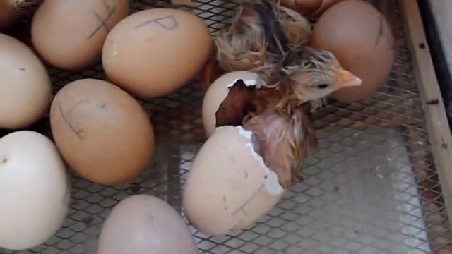 рождение цыплёнка без мамы смотреть онлайн