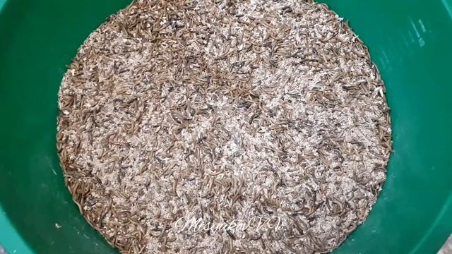 Мучные черви (лат. Tenebrio molitor) смотреть онлайн