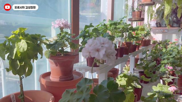가을 분갈이 이후 🌸 제라늄정원에 꽃이 느리게 피는 이유는 무엇일까요?  #pelargonium [오로시의감성정원] 🪴 смотреть онлайн