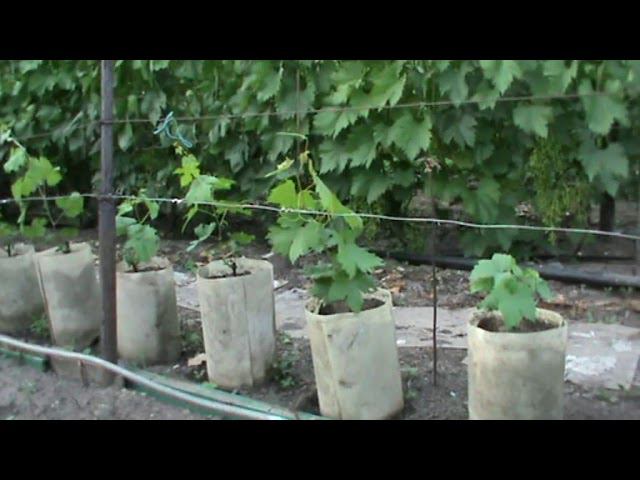 Выращивание саженцев винограда в контейнерах: основные преимущества www.vinograd-kriulya.com смотреть онлайн