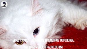 ✔ Турецкая ангора - редкая кошка древнейшего происхождения