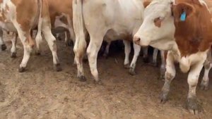 Племенные нетели Симментальской породы от 27 07 2022