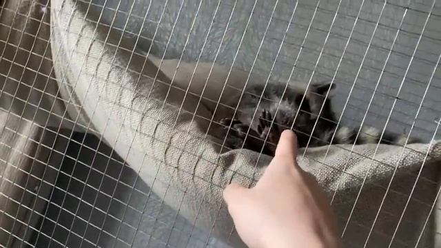 Почему не стоит заводить енота ? Причины смотреть онлайн