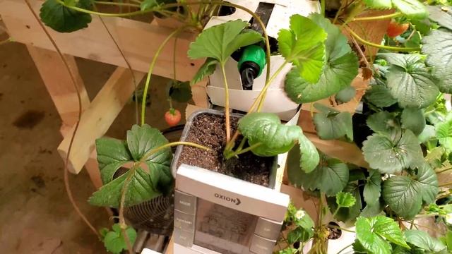 ЛУЧШАЯ РАССАДА КЛУБНИКИ \\ МАСТЕР КЛАСС ОТ СЕРГЕЯ ЗУБЦОВА \\ МАЛИНА ОБНУЛЕНИЕ смотреть онлайн