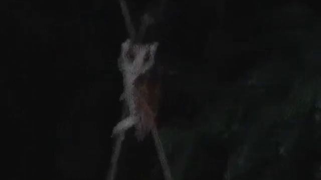 Восточная масковая сипуха . Oriental Bay Owl. Phodilus badius смотреть онлайн