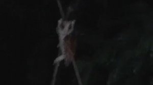 Восточная масковая сипуха . Oriental Bay Owl. Phodilus badius