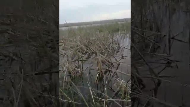 Испытания болотохода в Дельте смотреть онлайн