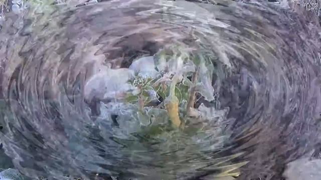 2016_11_24_ПЛАСТУНКА_СОЧИ.mp4 смотреть онлайн