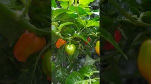 Выращивание Экстремально острых перцев круглый год